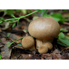 Мицелий Дождевика умбрового / Дождевик коричневый (Lycoperdon umbrinum)